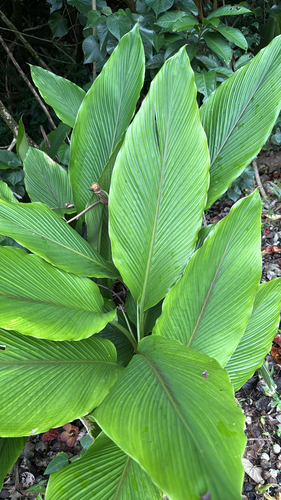 Curcuma longa observed 2025-06-12