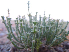 Anabasis brevifolia