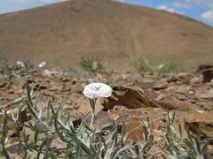 Convolvulus ammannii