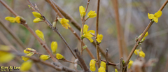 Forsythia koreana