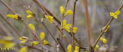 Forsythia koreana