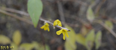 Forsythia koreana