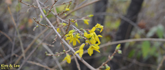 Forsythia koreana