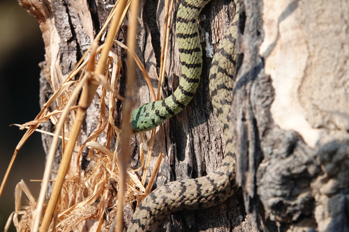Spotted Bush Snake