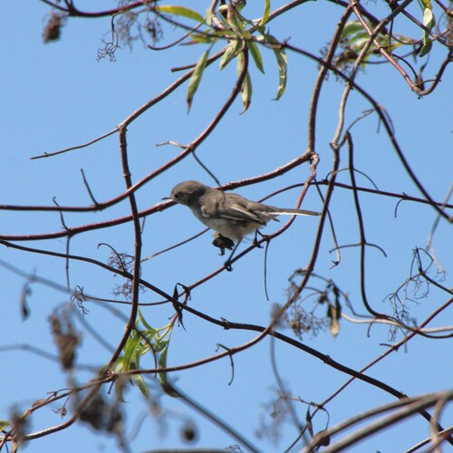iNaturalist observation photo of Blue-gray Gnatcatcher
