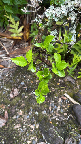Hibiscus kokio observed 2025-06-12