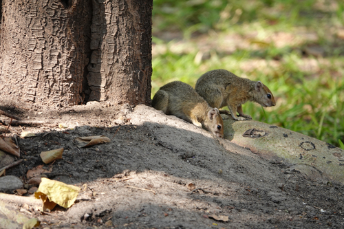 Smith's Bush Squirrel