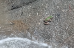 Odorrana chloronota