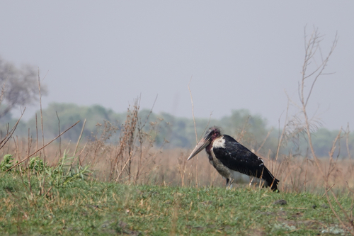 Marabou Stork