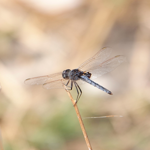 Blue Basker