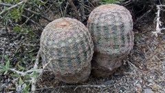 Echinocereus pectinatus pectinatus