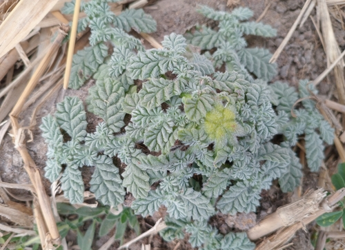 Coldenia procumbens
