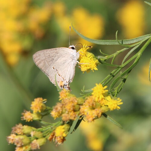 iNaturalist observation photo of Gray Hairstreak