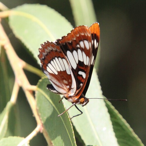 iNaturalist observation photo of Lorquin's Admiral
