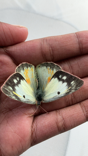 Orange Sulphur, Highland, MD, US, photo 6 of 10