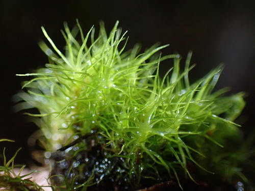 Brideliella wahlenbergii observed 2025-09-19