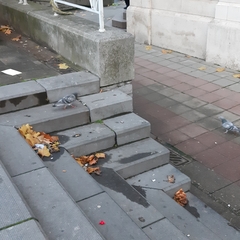 Columba livia domestica