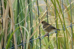 Cisticola juncidis