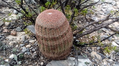 Echinocereus pectinatus pectinatus