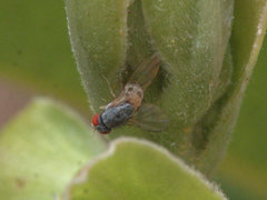 Luzonimyia cineracea