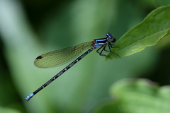 Argia pulla