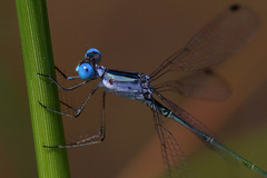 Lestes forficula