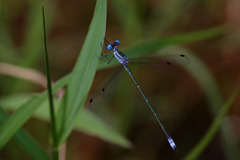 Lestes forficula