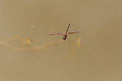 Brachymesia herbida image