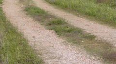 Ammodramus savannarum