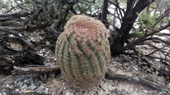 Echinocereus pectinatus pectinatus