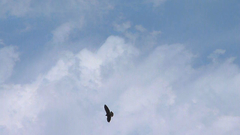 Geranoaetus albicaudatus