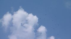 Ictinia mississippiensis