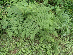 Hypolepis sparsisora