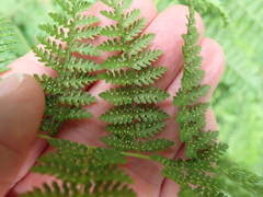 Hypolepis sparsisora