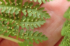 Hypolepis sparsisora