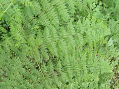 Hypolepis sparsisora