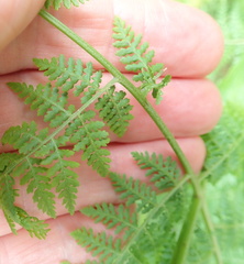 Hypolepis sparsisora