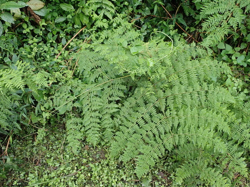 Image of Hypolepis sparsisora by no rights reserved