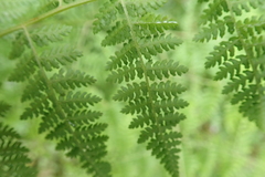 Hypolepis sparsisora