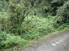 Hypolepis sparsisora