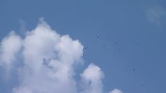 Ictinia mississippiensis