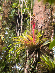 Guzmania blassii