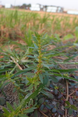 Ammannia baccifera