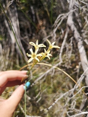 Ixia paniculata