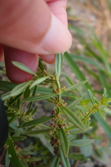 Ammannia baccifera