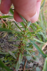 Ammannia baccifera