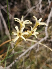Ixia paniculata