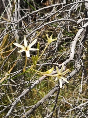 Ixia paniculata