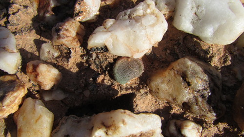 Tylecodon nolteei