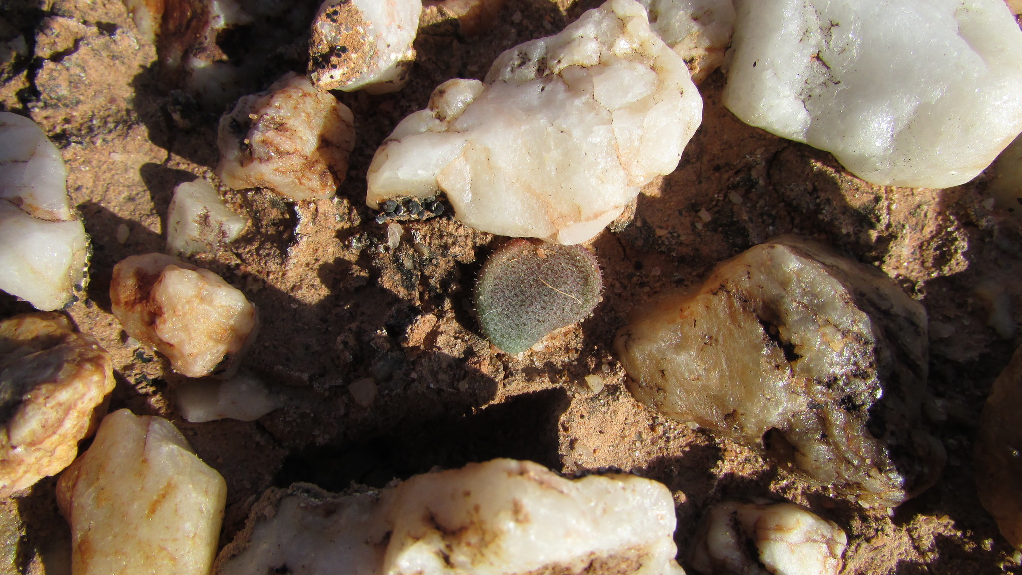 Tylecodon nolteei Lavranos